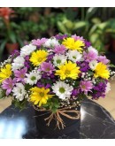 Mix Papatya Aranjmanı